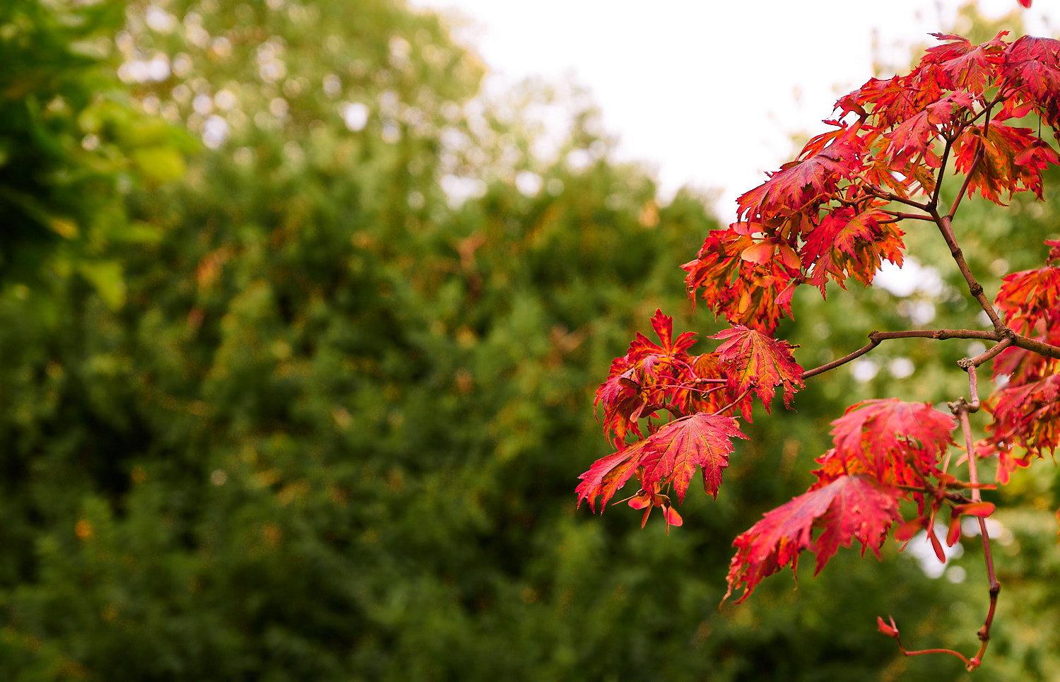 Herbstberührung