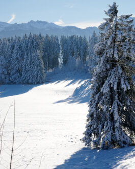 Schneebehüteter Riese