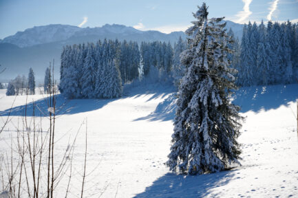 Schneebehüteter Riese