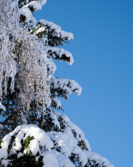 Winterliche Kontraste