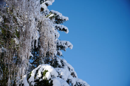 Winterliche Kontraste