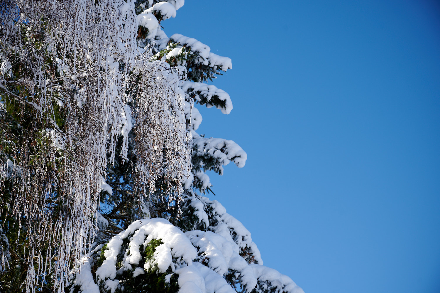 Winterliche Kontraste